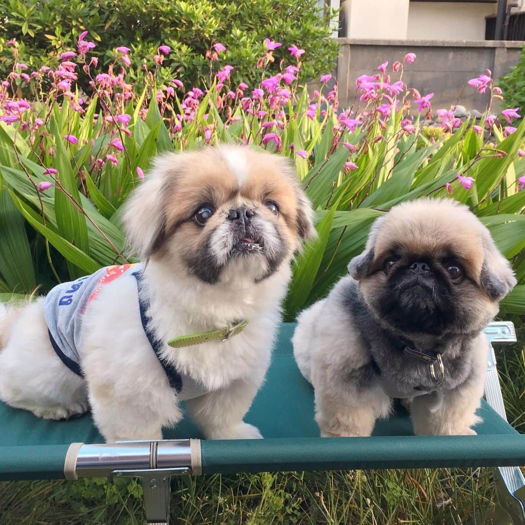 のインスタグラム：「#goodmorning  #instagram  #4周年  #4thanniversary  #thankyou 💕 ※ Hi😊 久々のいぶそら2ショット🐶🐶 今日でインスタ4周年になりました😍いつも、いぶそらを見て頂き、心温まるコメントやいいね❤️ホントにありがとうございます😊いぶそら幸せ犬です😆 4年😙時が経つの早かったー。 飼い主も歳をとるわけだ😅 🌸 やっぱり、2ショット懐かしい😙今は、空がいない現実だけど🌈、でもどこかにいそう☺うん、どっかにきっといるね️😆近場に😆🐶 いぶきは、家族の中で、一番健康バッチし〜😝👌空が見守ってくれてるかな🥰 これからも、いぶそら共々宜しくお願いします💐」