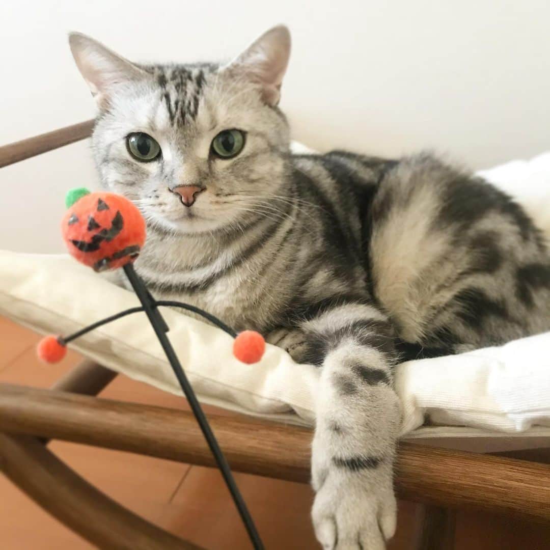 Alain アランのインスタグラム