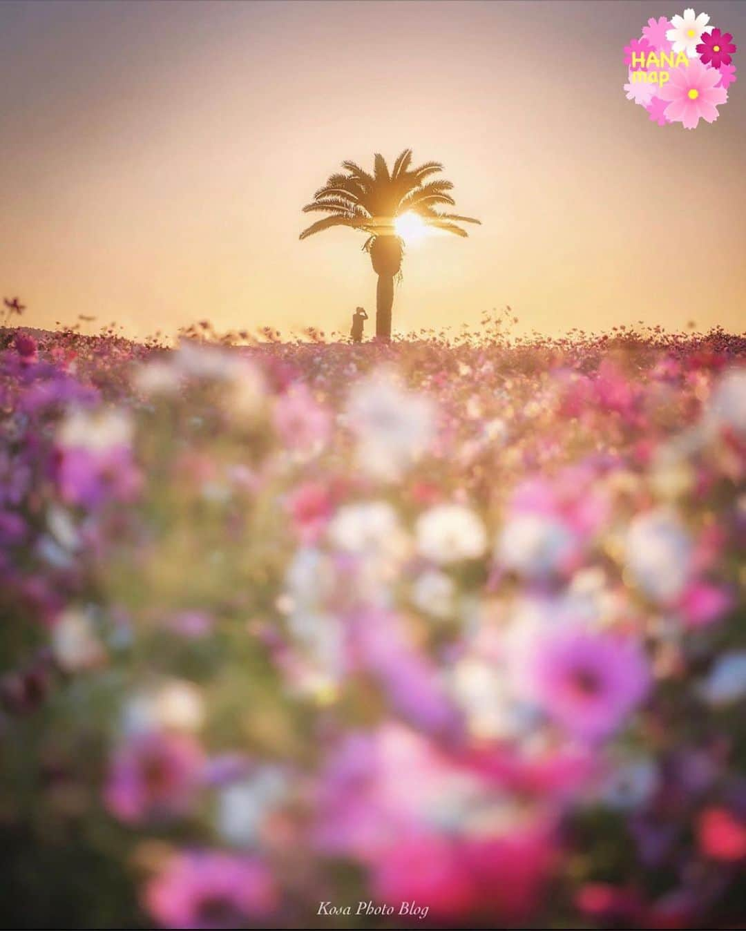 はなまっぷ❁日本の花風景さんのインスタグラム写真 - (はなまっぷ❁日本の花風景Instagram)「🌼🌸はなまっぷの秋桜まつり🌸🌼 * @kosa_photoさんの 秋桜に花まるを💮 * 雨にも負けず風にも負けず可憐でひたむきな秋桜をありがとうございます😊🌸 * 大阪　#和泉リサイクル環境公園 Izumi, Osaka Pref. * 🌼コスモスの花言葉🌼 乙女の真心、調和 * 🌸•••🌼•••🌸•••🌼•••🌸•••🌼•••🌸 * 🌼🌸はなまっぷの秋桜まつり🌸🌼 〜10/31頃まで #はなまっぷ  のタグの中から、秋桜のお写真をご紹介させていただきます。期間中はランダムに、複数枚投稿でもご紹介させていただく場合がございます。 * #秋#秋桜#コスモス#花#花畑 * 🌸•••🌼•••🌸•••🌼•••🌸•••🌼•••🌸 *」10月30日 8時11分 - hanamap