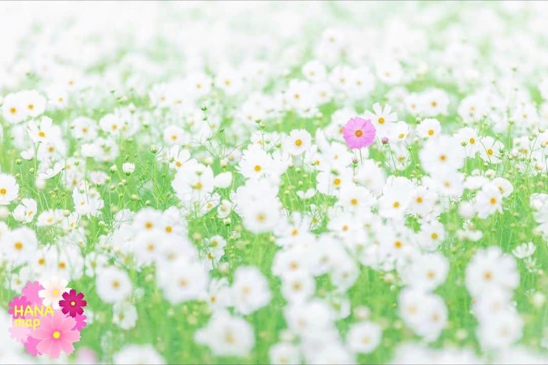 はなまっぷ❁日本の花風景さんのインスタグラム写真 - (はなまっぷ❁日本の花風景Instagram)「🌼🌸はなまっぷの秋桜まつり🌸🌼 *  @anakichi0325 さんの 秋桜に花まるを💮 * 雨にも負けず風にも負けず可憐でひたむきな秋桜をありがとうございます😊🌸 * 大分　#三光コスモス園 Nakatsu, Oita Pref. * 🌼コスモスの花言葉🌼 乙女の真心、調和 * 🌸•••🌼•••🌸•••🌼•••🌸•••🌼•••🌸 * 🌼🌸はなまっぷの秋桜まつり🌸🌼 〜10/31頃まで #はなまっぷ  のタグの中から、秋桜のお写真をご紹介させていただきます。期間中はランダムに、複数枚投稿でもご紹介させていただく場合がございます。 * #秋#秋桜#コスモス#花#花畑 * 🌸•••🌼•••🌸•••🌼•••🌸•••🌼•••🌸 *」10月30日 8時17分 - hanamap