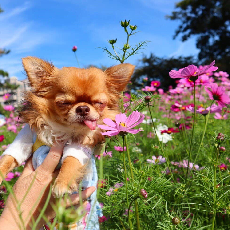 kayoのインスタグラム：「* * くーちゃん コスモスキレかったね🌸✨✨✨ * * kulio🌸 * * #コスモス #秋桜 * #chihuahua#chihuahualove#dogstgram#dog#instadog#チワワ#チワワ大好き * *」