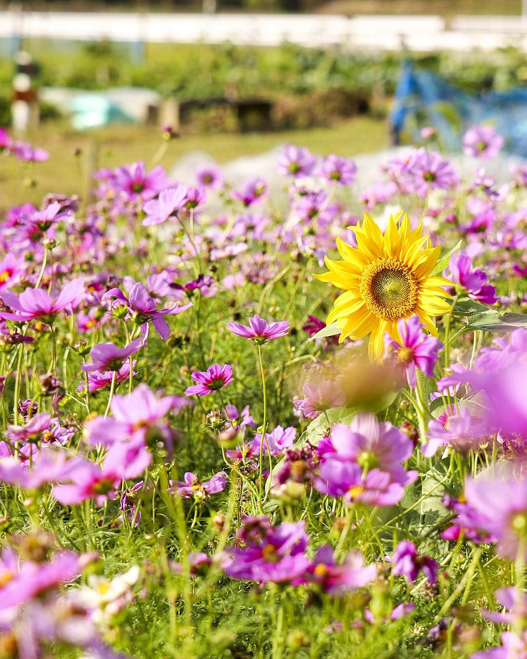 愛知県田原市のインスタグラム