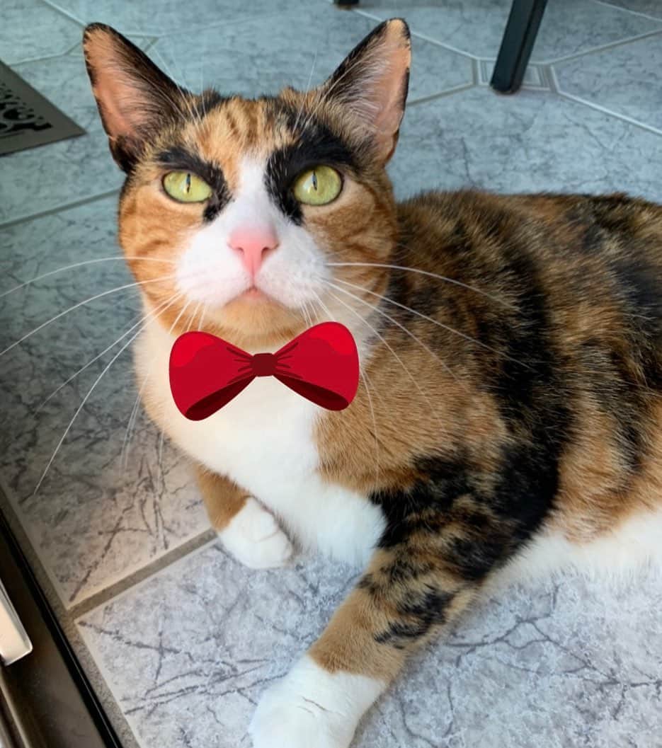リリーのインスタグラム：「It’s National Cat Day!  Let’s join @nala_cat and raise awareness for pet adoption. #showthebow #nationalcatday #adopt #lovenala」