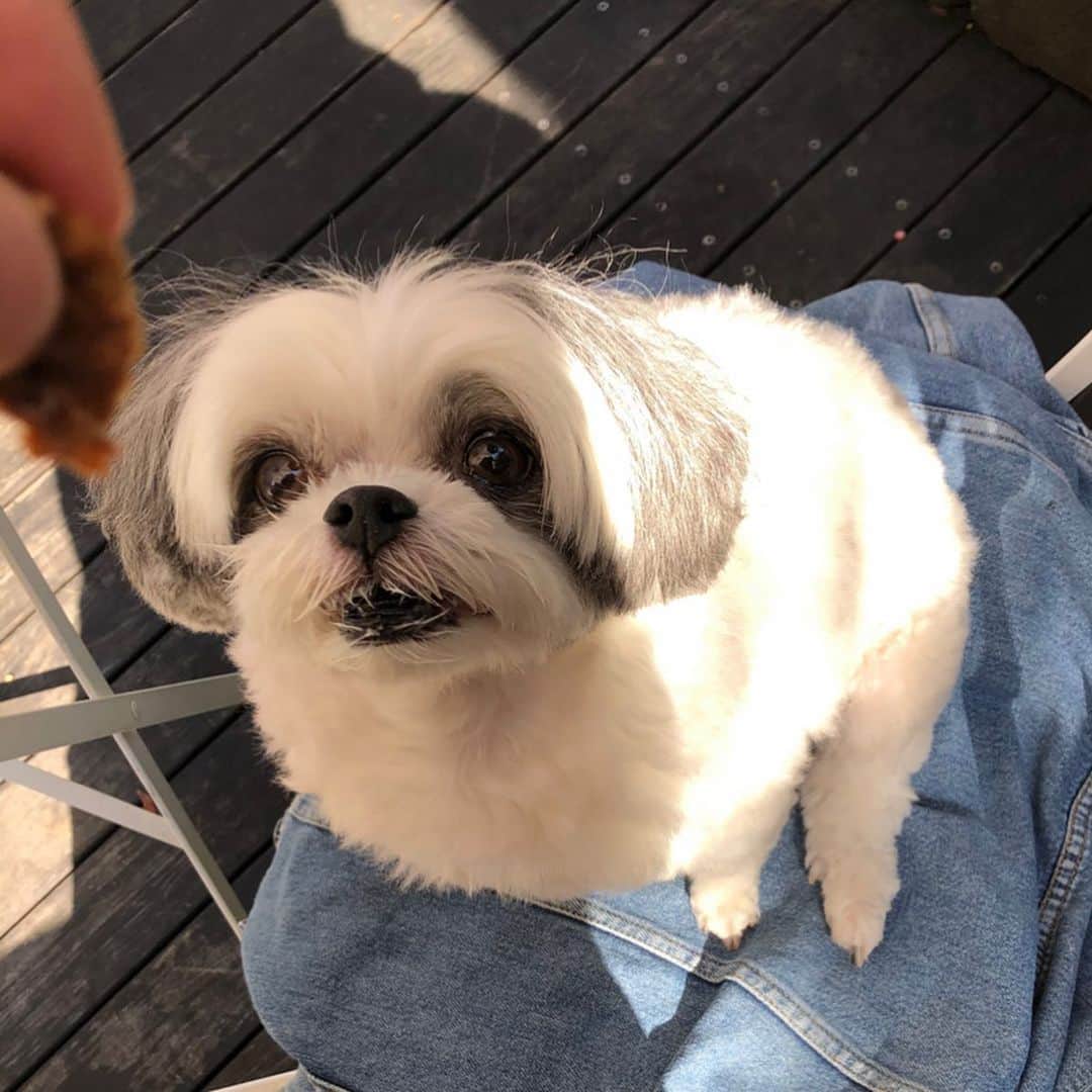 のインスタグラム：「美容院のお姉さんがいつも美味しオヤツくれるのょっ❤️ マグロチップ美味しいわっ❤️ パパにおねだり〜😆❤️❤️❤️ @michinokufarm 👆無添加オヤツのみちのくさんおススメだょ⤴️⤴️⤴️ #濱田もち」