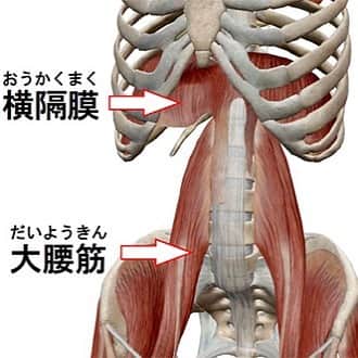 竹谷賢二さんのインスタグラム写真 - (竹谷賢二Instagram)「"横隔膜・大腰筋連動部" 　横隔膜と大腰筋は背中の腰椎という部分で連結をしています。大腰筋は足を上げる動きなど（股関節の屈曲）にはたらく筋肉で横隔膜と密接に関係していることがご覧いただけます。横隔膜を鍛えることは呼吸機能を向上させるだけでなく、上半身を安定させ下半身の動きをスムーズにする役割も果たします。  この姿勢と動きに関わる意識を高めるために #パワーブリーズ #トレーニング を日々コツコツと！ #swimbikerun それぞれの種目での姿勢と呼吸の関連も、考えて呼吸を変えられることも大切！！ https://powerbreathe.co.jp/reason/ #kona2020 #エンデュアライフ」10月30日 10時31分 - tktakeyakenji