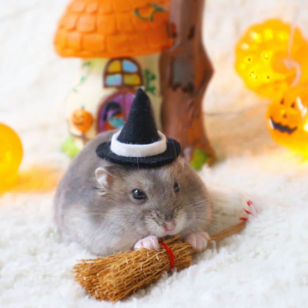 hamster_mocoのインスタグラム