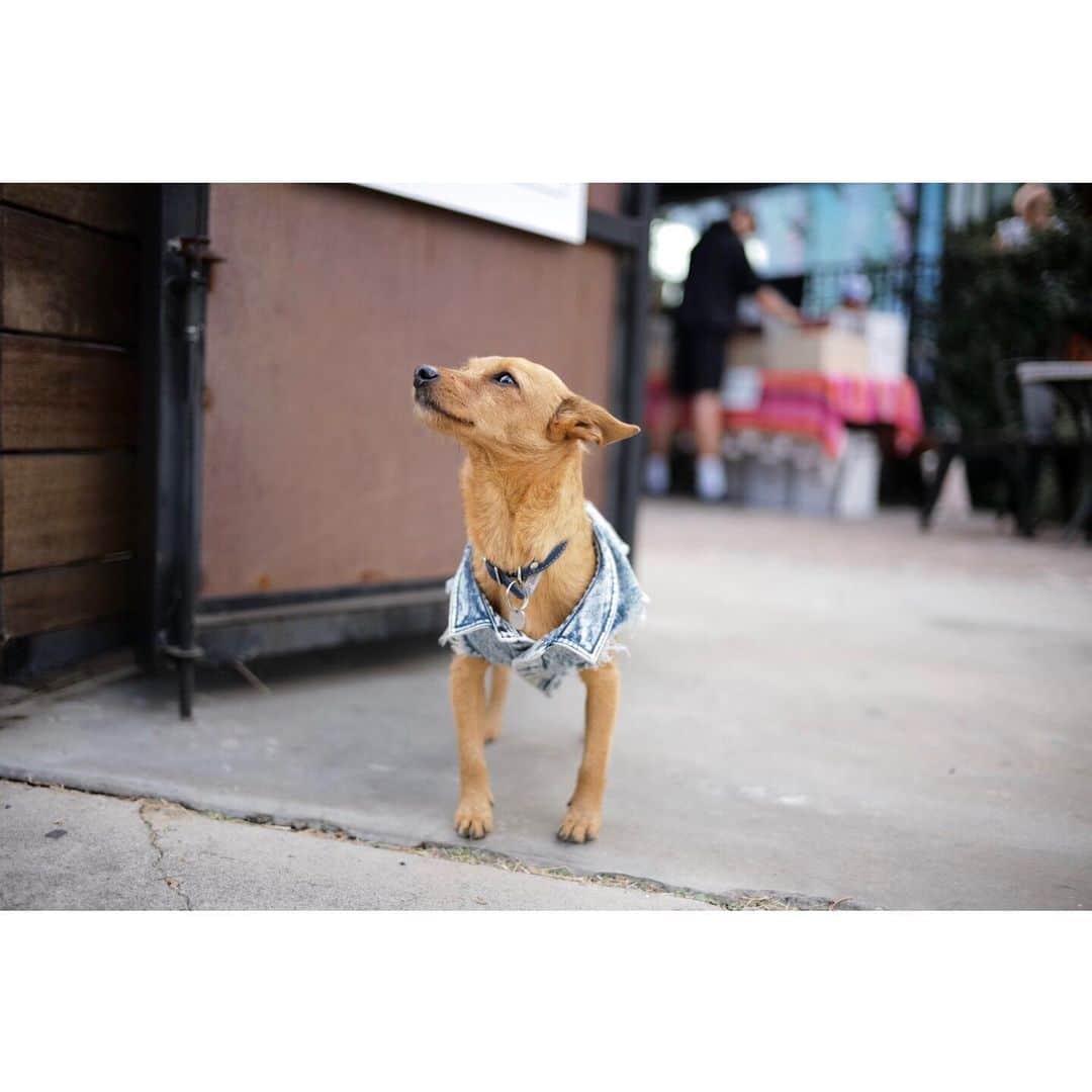 のインスタグラム：「🐕😆🎵 #artsdistrict」