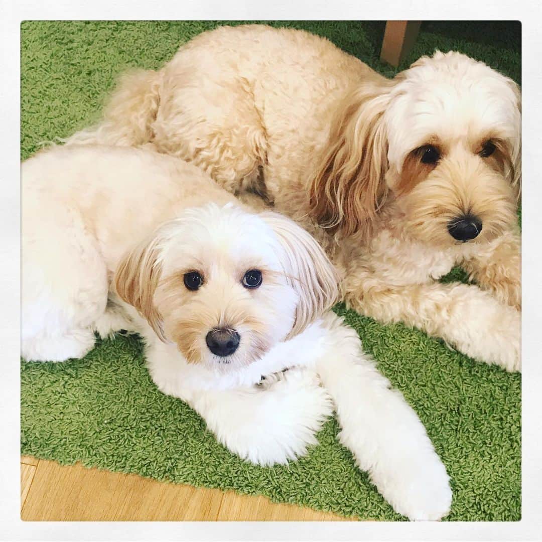 北山陽一のインスタグラム：「さっきの。#きたやまおかき #きたやまおもち」