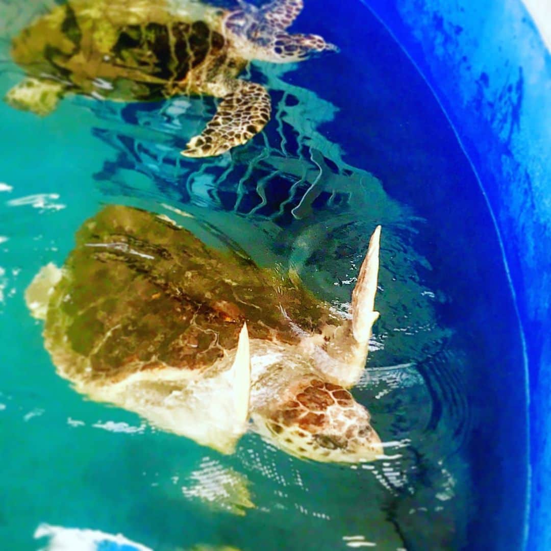 川原亜矢子のインスタグラム：「Sea turtle parc🐢 People of all ages can enjoy this place. 紀宝町ウミガメ公園 #kihō-chō #mieprefecture #japan #aquarium #seaturtle #banzai #conservationactivities #goodluckpic #紀宝町 #三重県 #日本 #水族館 #ウミガメ #バンザイ #保護活動」