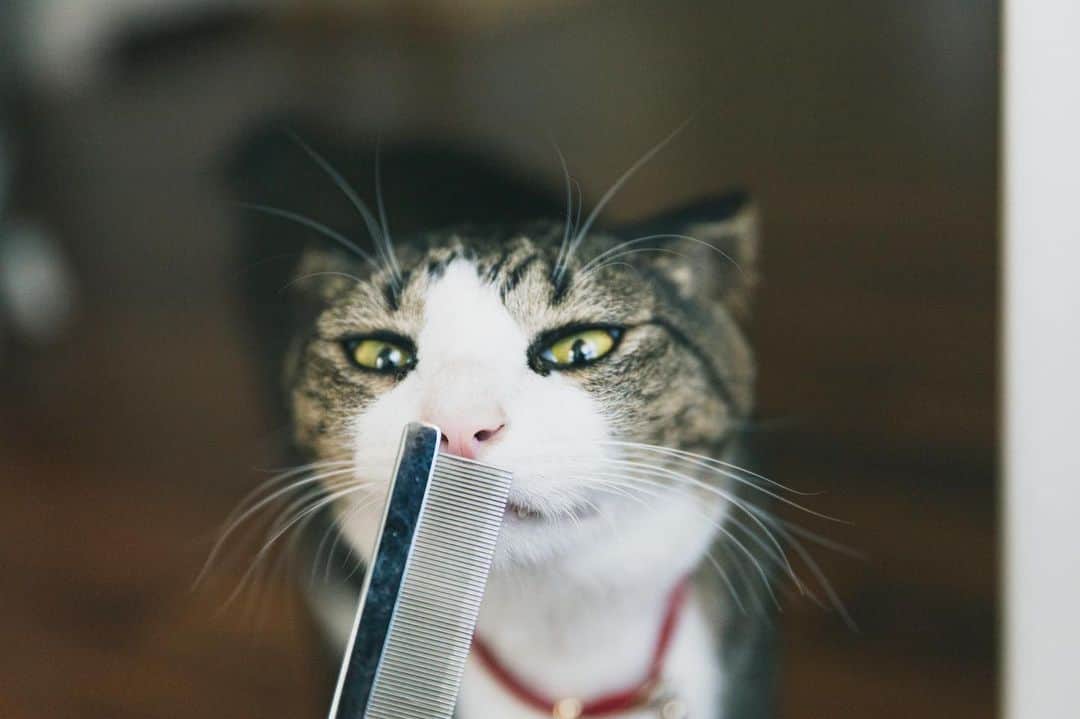 浅野真澄さんのインスタグラム写真 - (浅野真澄Instagram)「なんでも鼻で確認しようとするちょび。視覚より嗅覚を信じてる感がある。 「これ、新しく買ったブラッシング用の櫛です。どうですか？」 「うーん……いらね」 翻訳すると大体こんな感じの雰囲気でした。  #保護猫 #にゃんすたぐらむ #ねこすたぐらむ #ネコ部  #rescuecats #catstagram #petstagram #instacat #meow #catoftheday #ilovemycat」10月30日 14時27分 - asano.masumi