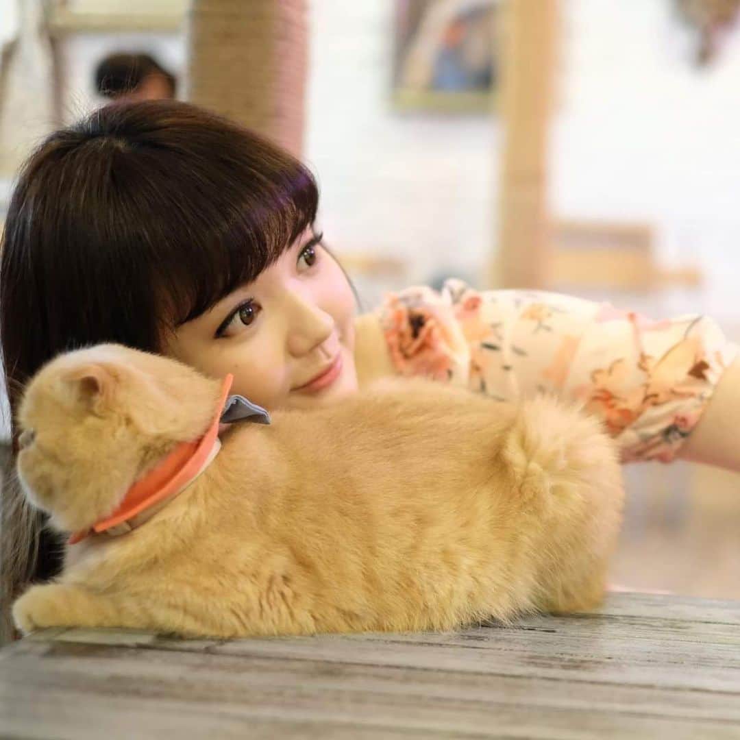 YingTzeさんのインスタグラム写真 - (YingTzeInstagram)「What makes you happy ?  For me it’s CATS . 🐱❤️ I don’t know why but when I see cats it just makes me feel really happy. ❤️ _ 🐱 @caturdaycatcafe 📸 @kattokattiya  #blessed #catcafe #caturday #caturdaycatcafe #thailandtravel #thaicats」10月30日 14時57分 - yingtze