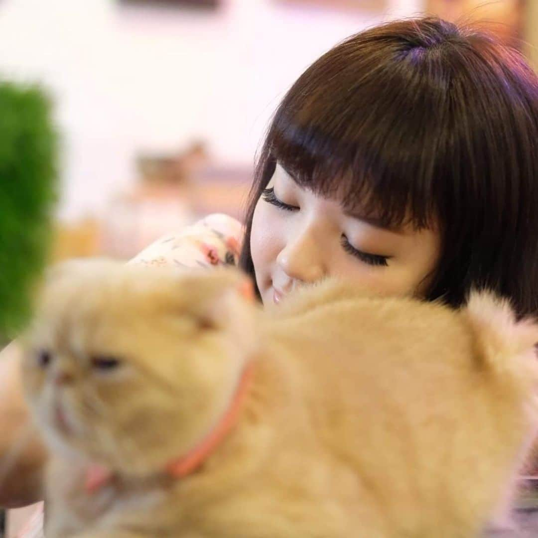 YingTzeさんのインスタグラム写真 - (YingTzeInstagram)「What makes you happy ?  For me it’s CATS . 🐱❤️ I don’t know why but when I see cats it just makes me feel really happy. ❤️ _ 🐱 @caturdaycatcafe 📸 @kattokattiya  #blessed #catcafe #caturday #caturdaycatcafe #thailandtravel #thaicats」10月30日 14時57分 - yingtze