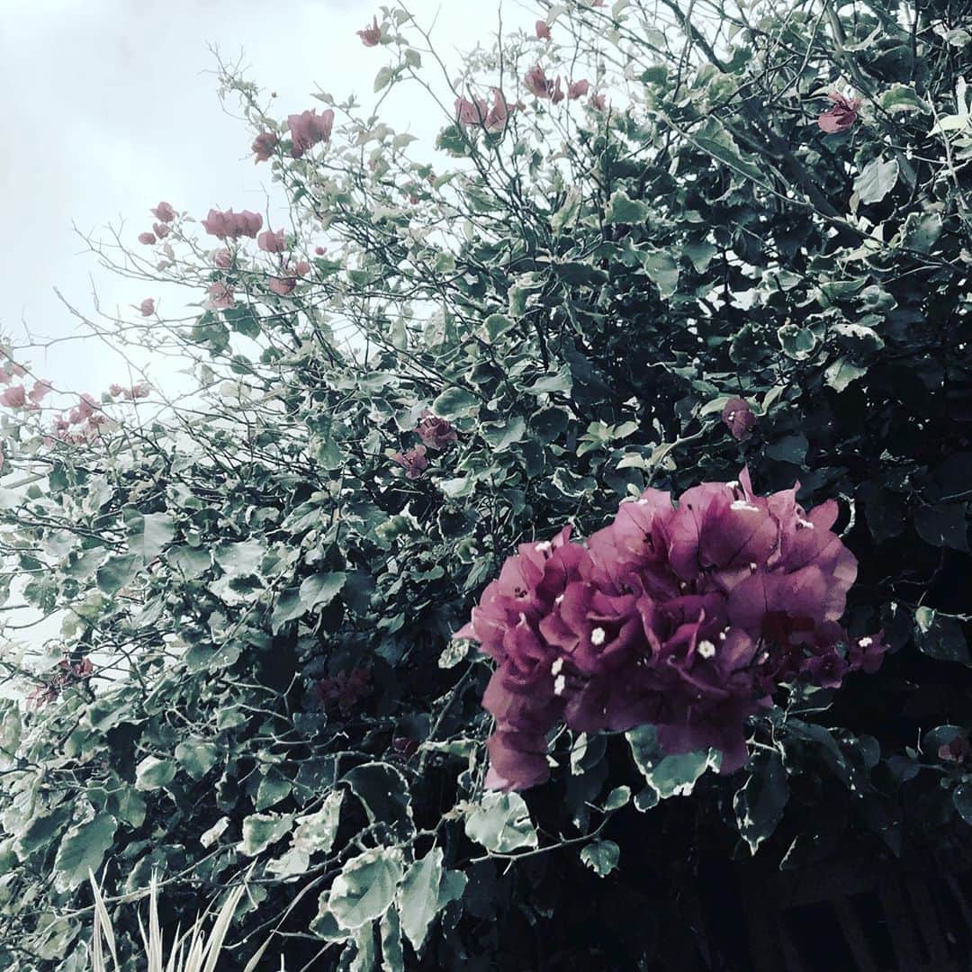 ハマカワフミエのインスタグラム：「時々思うんです ほんのひと時　出会って　少し触れた それだけのあなたが 今も明日も明後日もその先のずっと先の先までも 少しでも美しく 少しでも幸せに 生きていてくれたら　それだけでもう って  #flower #bougenville  #okinawa #loveyourself」