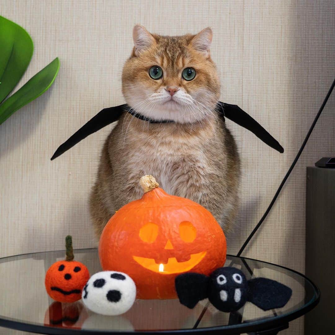 Hosicoさんのインスタグラム写真 - (HosicoInstagram)「Happy Halloween! 🎃 I look like a penguin 🐧😹 #halloween」10月31日 0時52分 - hosico_cat