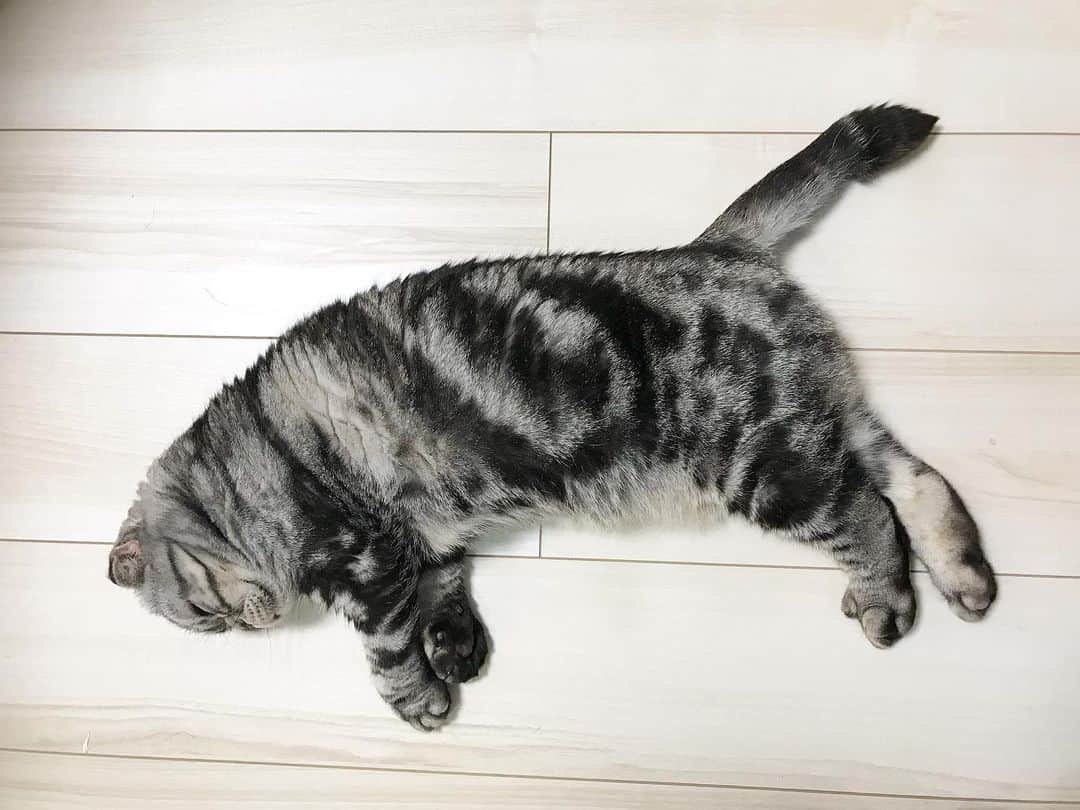 Shishi-maruのインスタグラム：「🐱そして、棒になる 🐱And he became stiff. ーーーーーーーーーーーーー 🌺「渋ネコ ししまるさん」ねこのきもちWEB MAGAZINE にて毎週金曜日エッセイの連載中 ーーーーーーーーーーー 📕「ぷっちねこ。」「3匹のちいさな猫を召喚できたなら」「ちいさな猫を召喚できたなら」徳間書店より単行本発売中 ーーーーーーーーーーー ⭐︎ねこ漫画→@tacos_cat 🌺Twitter →@taco_emonemon ーーーーーーーーーーー」