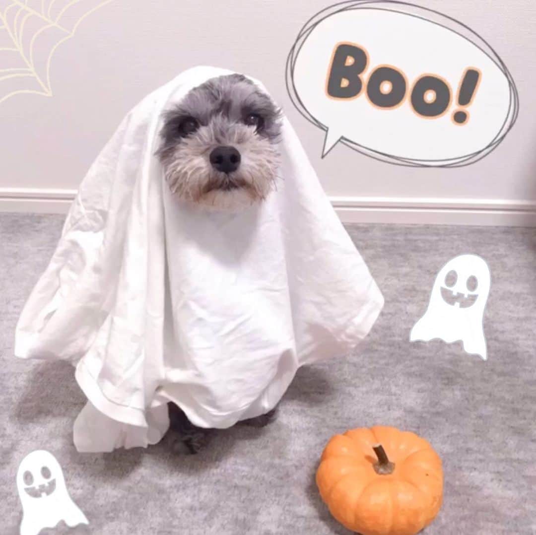 橘珠里さんのインスタグラム写真 - (橘珠里Instagram)「HAPPY HALLOWEEN🎃✨ ⠀ ブレアのおばけ仮装です👻🐶❤︎ @blair_stagram *----*----*----*----*----* #happyhalloween #happyhalloween2019 #halloween #halloween2019 #dogstagram #maltipoo #maltipoolove #maltipoosofinstagram #doggy #doggie #doglife #boo #ghost #犬スタグラム #ハロウィンしてみるん #ハロウィン #ハロウィン2019 #ハロウィーン #ハロウィーンコスプレ #ハロウィンコスプレ #モデル犬 #わんこ #わんこのいる生活 #ワンコ #ハッピーハロウィン #ミックス犬 #マルプー #マルプー女の子」10月31日 1時03分 - jurinu