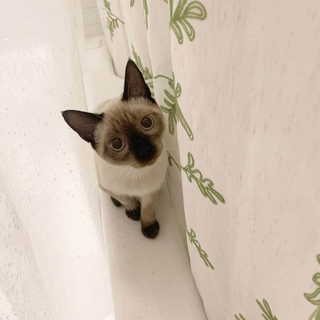 siamese_love_のインスタグラム：「from @mighty_mighty_mito -  Why the hoomans use water so much?!? . #cat #猫#gattisiamesi #Siamesi#Siamese #siamcAt #siamesecatlovers #siamcatlovers #siamesemix #siamesekitten #siamesekitty #siamés #siamesecatoftheday #gatto #chat#siamesecatofinstagram #siamesecats#siamesecat #instasiamese#siamesebluepoint #gattosiamese #gatos#고양이 #kat#katze#kotka#köttur  #샴고양이 #샴 #シャム猫」