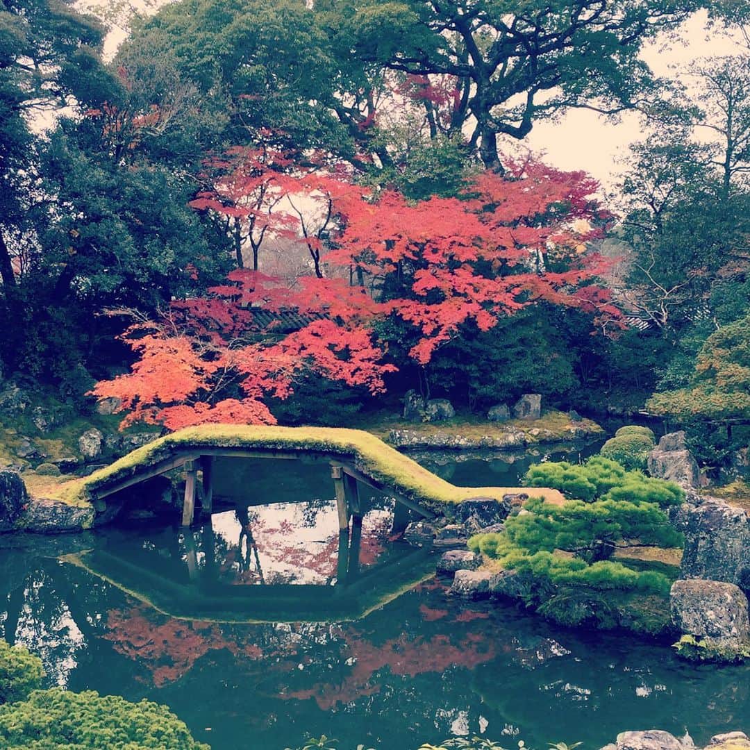 大手小町さんのインスタグラム写真 - (大手小町Instagram)「京都の醍醐寺。昨年の11月末で、こんな感じでした。三宝院、素晴らしいお庭でした。今年はどうでしょう。  #otekomachi #大手小町 #女子旅 #醍醐寺 #京都の紅葉  #醍醐寺三宝院 #休んだら負け #そうだ京都行こう」10月30日 17時10分 - otekomachi