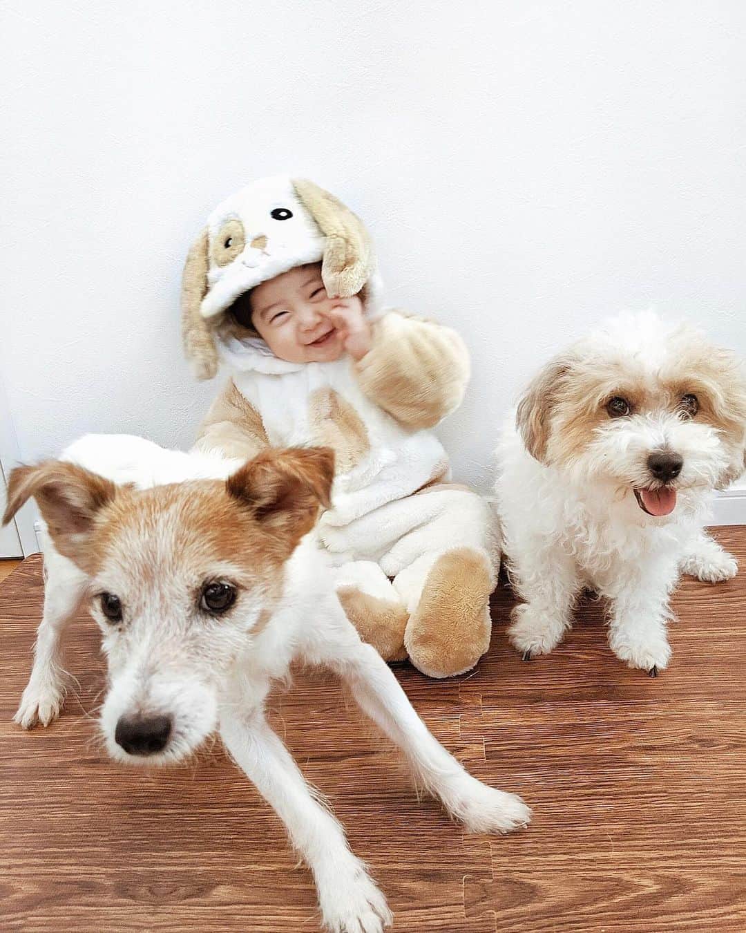 ソンイのインスタグラム：「❤️🐶🐶🐶❤️ First Halloween 🎃👻🍭 #生後7ヶ月 #男の子ベビー #初めてのハロウィン #シュシュとポポと僕 #ジャックラッセルテリア」