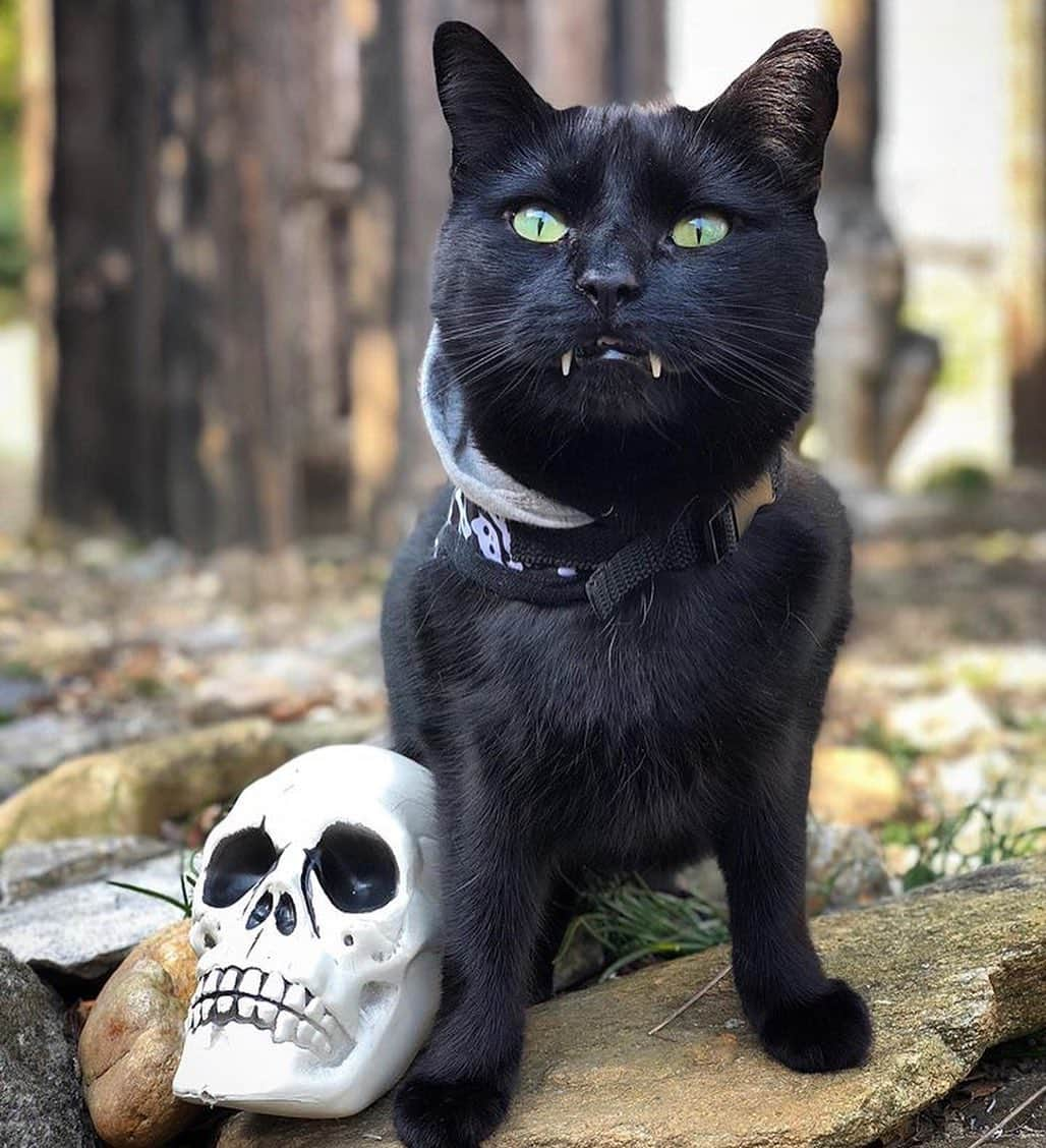 9GAGさんのインスタグラム写真 - (9GAGInstagram)「🧛🏾‍♂️ By @monkandbean - #halloween #vampire #cat #9gag」10月30日 17時54分 - 9gag