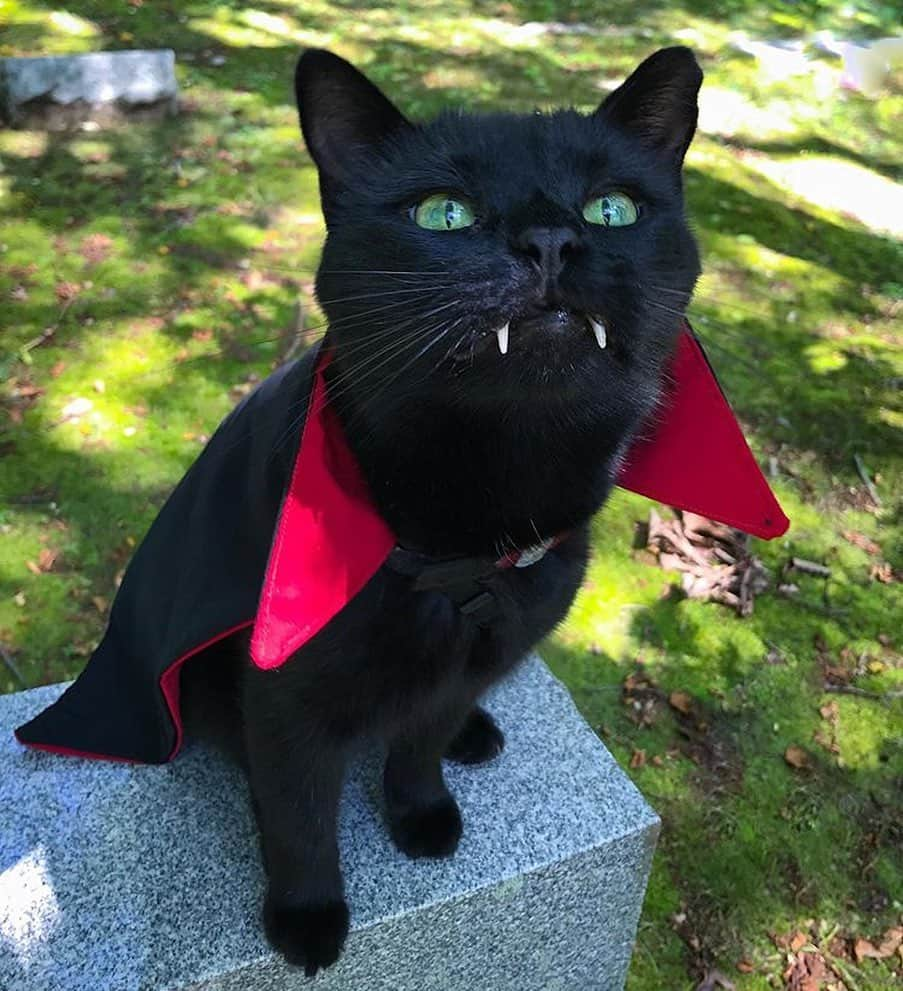 9GAGさんのインスタグラム写真 - (9GAGInstagram)「🧛🏾‍♂️ By @monkandbean - #halloween #vampire #cat #9gag」10月30日 17時54分 - 9gag