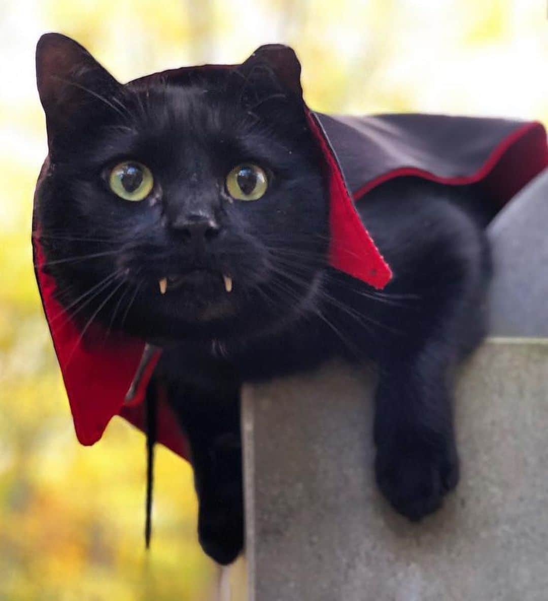 9GAGさんのインスタグラム写真 - (9GAGInstagram)「🧛🏾‍♂️ By @monkandbean - #halloween #vampire #cat #9gag」10月30日 17時54分 - 9gag