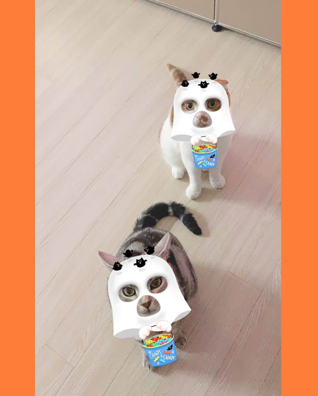 知英さんのインスタグラム写真 - (知英Instagram)「TricK OR TreaT 👻😼😽👻」10月30日 18時36分 - kkangjji_