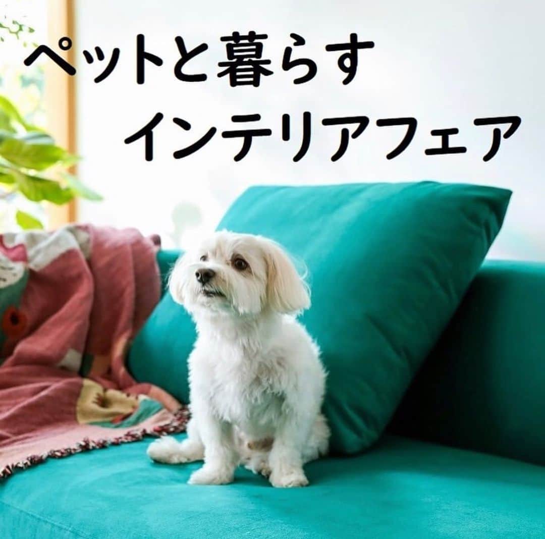 カリモクギャラリー公式アカウントさんのインスタグラム写真 - (カリモクギャラリー公式アカウントInstagram)「ペットと暮らすインテリアフェア開催中！ ペットのひっかき傷や汚れが目立ちません。 店頭でお確かめください。 #東京インテリア千葉ニュータウン店 #東京インテリア #秋のカリモクフェア2019 #ラムース #ペット #家具 #ソファ #チェア #インテリアフェア #お手入れかんたん #犬がいる生活 #猫がいる生活 #カリモク家具 #カリモク」10月30日 18時58分 - karimokugallery_official