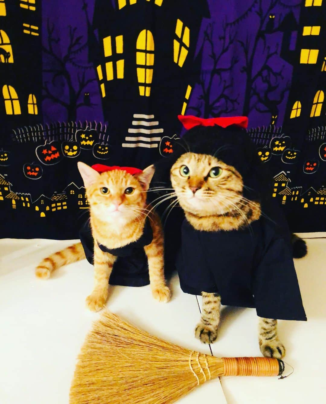 マロさんのインスタグラム写真 - (マロInstagram)「🎃Happy Halloween 🎃 SWIPE▶️ ✴︎ We challenged the "Kiki's Delivery Service" cosplay. Hope your Halloween is a Treat! ✴︎ "魔女の宅急便"のトンボ(マロ)、 キキ(くくり、チャト)のコスプレをしました❣️ 素敵なハロウィンをお過ごしください💖 ✴︎ #cat#cats#catsofinstagram#😻 #halloween#ハロウィンコスプレ  #ハロウィン#kikisdeliveryservice  #魔女の宅急便#キキ#トンボ #猫のいる暮らし#多頭飼い」10月30日 19時20分 - rinne172