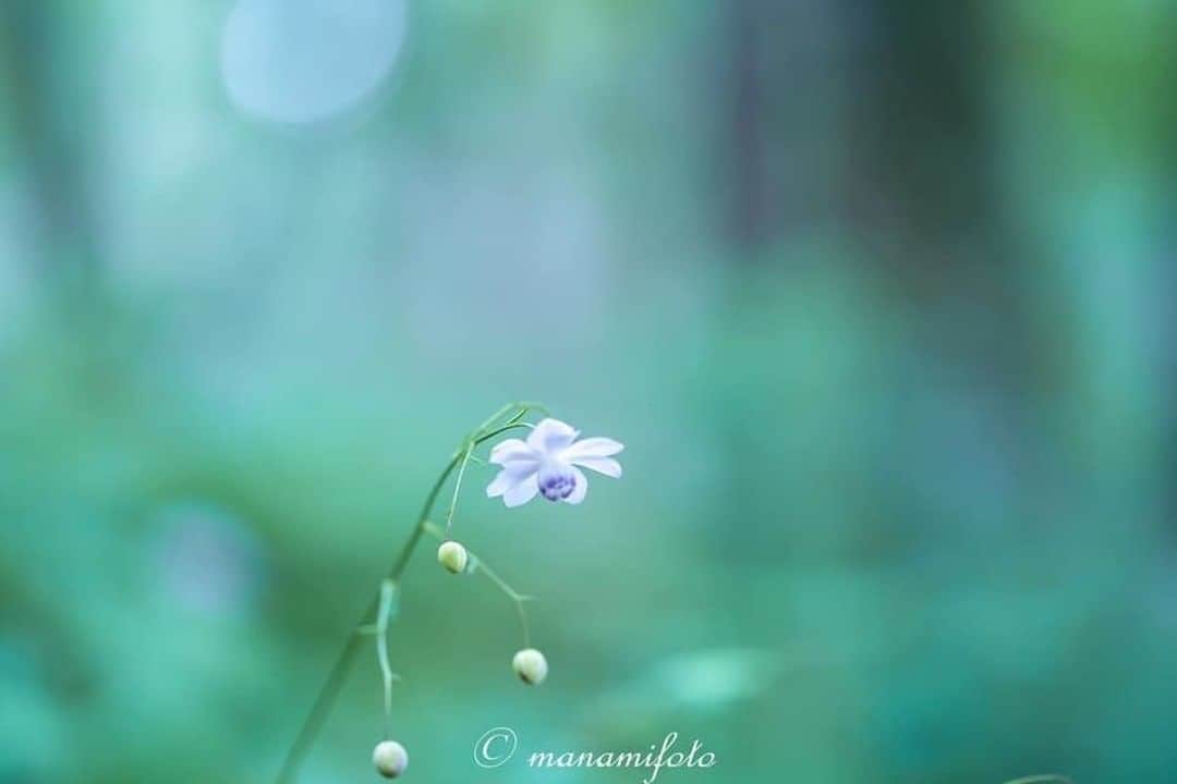 花の写真館のインスタグラム：「Photo by Manami Sano.⠀ .⠀ Original Post[投稿頂いたURL]⠀ https://www.facebook.com/photo.php?fbid=2391757574240281⠀ .⠀ 本アカウントは、 #私の花の写真 をつけてInstagramに投稿された皆さまの花の写真や、「花の写真館」Facebookページで投稿された花の写真を紹介します。⠀ 「花の写真館」Facebookページは、「 @floral.photograph 」のプロフィールにあるURLからご覧ください。⠀ .⠀ #花の写真館 #floralphotograph #floralphoto #flower #flowers⠀ Follow: @floral.photograph」