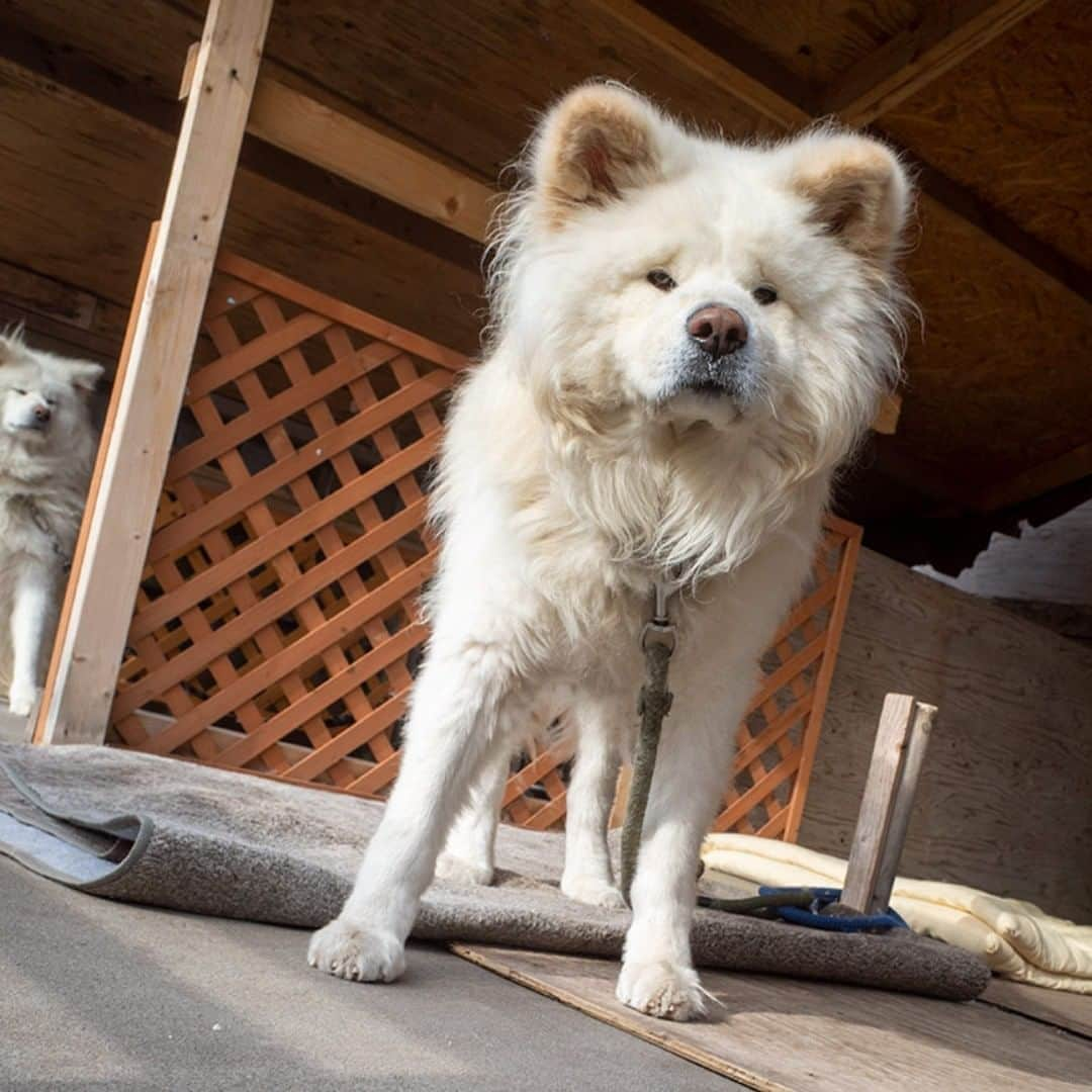 わさおのインスタグラム：「Additional rug for autumn. 敷物が 追加されたよ 秋だもの  #busakawa #longhair #longcoat #akitainu #dog #wasao #ぶさかわ #長毛 #秋田犬 #わさお #ちょめ (@chome_style ) #chome」