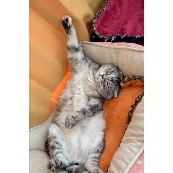 のインスタグラム：「気持ちよく寝ている😴 いびきも聞いて！ *  #ツッコミどころが多すぎ  #牛柄組鼻まわり汚れ隊 #ナビちん#neko#cat#猫#ネコ#ねこ#スコティッシュフォールド#まんじゅう部#致命的な魅力#scottishfold#catsofinstagram #cats_of_instagram#cats_lover *」