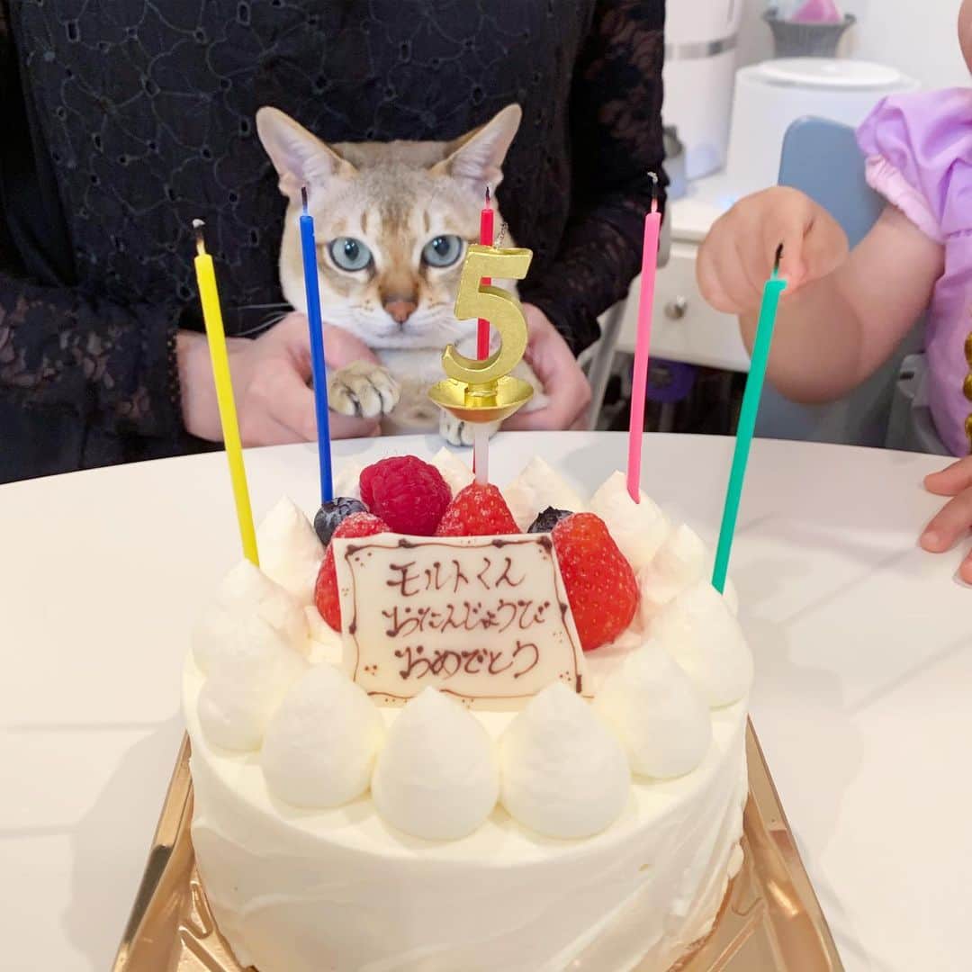 モルト♡Malt(Singapuracat)のインスタグラム：「🎂HAPPY BIRTHDAY🎂 2019.10.30 モルちゃん今日で5歳になりました😸🎉 まだまだ赤ちゃんのようでママは信じられない… お誕生日はおめでたいけれど、モルちゃんと過ごす時間がずっとずっと続いて欲しいから年を取って欲しくないです😭 これからもモルちゃんの成長記録、親バカの愛息子自慢にお付き合い頂ければ嬉しいです😂🙏 * お誕生日プレゼントは、 nocoaさんのハンドメイド首輪 デザインに一目惚れした自動給餌器 窓に吸盤で貼り付ける爪とぎ フィーラインナチュラルのフリーズおやつ じいじばあばからのおもちゃ と、たくさんでした😽💕喜んでくれたらいいな〜✨ * * #誕生日 #お祝い #誕生日プレゼント #HBD #自動給水器 #首輪 #nocoacat」