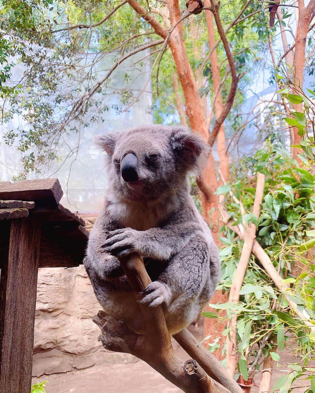兒玉遥さんのインスタグラム写真 - (兒玉遥Instagram)「もちろんオーストラリアでコアラを見てきました🐨﻿ とても可愛いかったです❤️﻿ ﻿ Of course I went to watch the koala 🐨in Australia!﻿ ﻿ So cute❤️﻿ ﻿ #wildlifesydneyzoo #コアラ #koala #darlingharbour  #australia #ダーリングハーバー #オーストラリア #シドニー #sydney #旅るっぴ」10月30日 21時01分 - haruka_kodama919