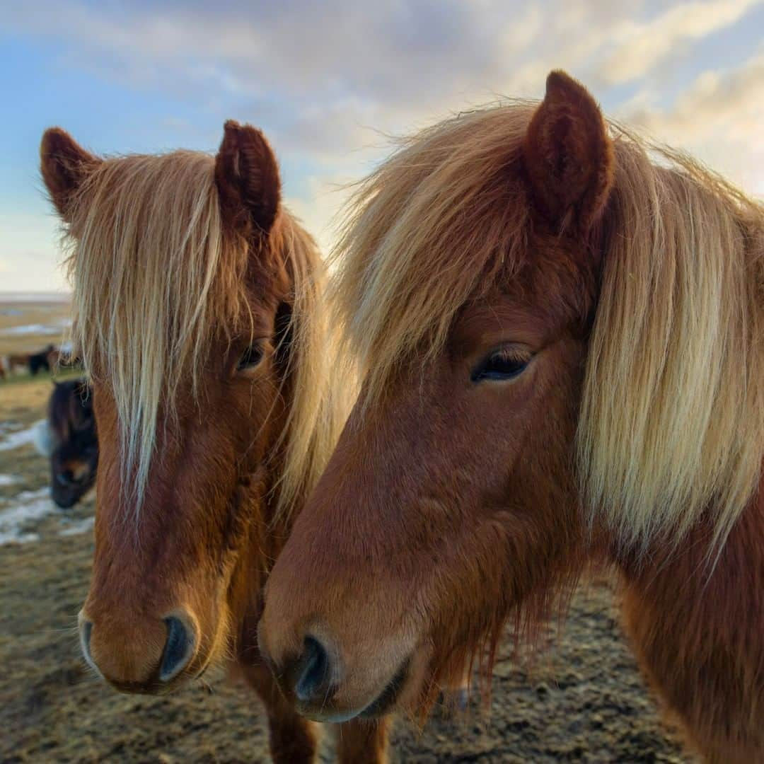 National Geographic Travelさんのインスタグラム写真 - (National Geographic TravelInstagram)「Photo by @BabakTafreshi | Icelandic horses are small—at times pony-size—but they are long-lived, hardy horses. Icelandic horses developed from ponies brought to Iceland by Norse settlers in the ninth and 10th centuries. Now they are one of the main Iceland exports to riding clubs and breeding societies in Western Europe, Scandinavia, and North America. #icelandichorse」10月30日 21時07分 - natgeotravel