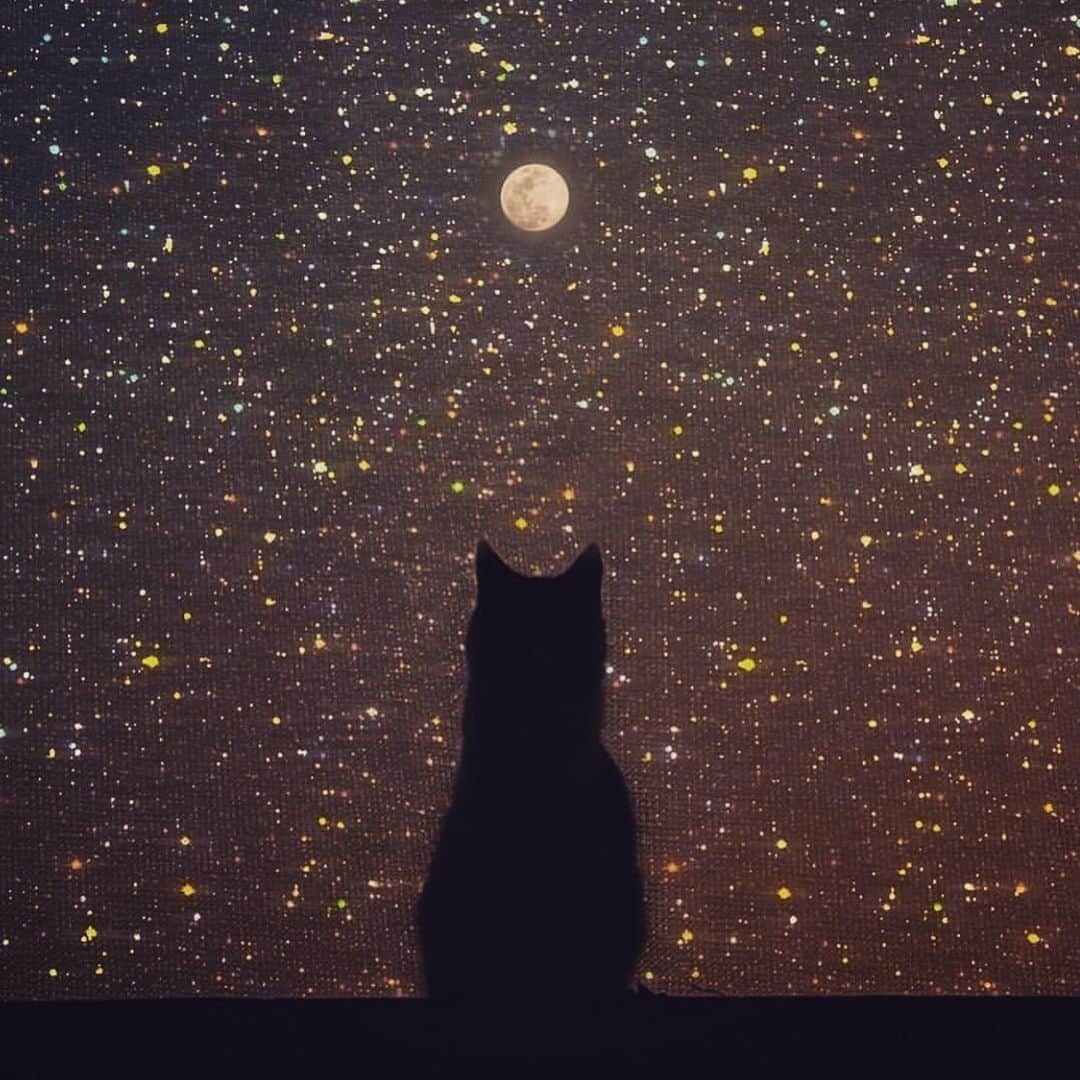 澤田友美さんのインスタグラム写真 - (澤田友美Instagram)「. 🐾 🐾 🐾 . . #moon#cat」10月30日 21時18分 - tomomi__sawada