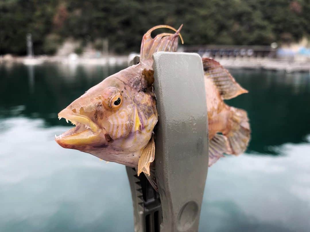 石川文菜さんのインスタグラム写真 - (石川文菜Instagram)「. . . 今日、奇妙な魚を釣りました🎣 . エイリアンに遭遇した事はないけど、エイリアンの顔って多分こんな感じかも👽✨ . . . オハグロベラというやつかも知れないらしい🐟 . . #shotoniphone #fishing #fishinglife」10月30日 21時54分 - bun0404