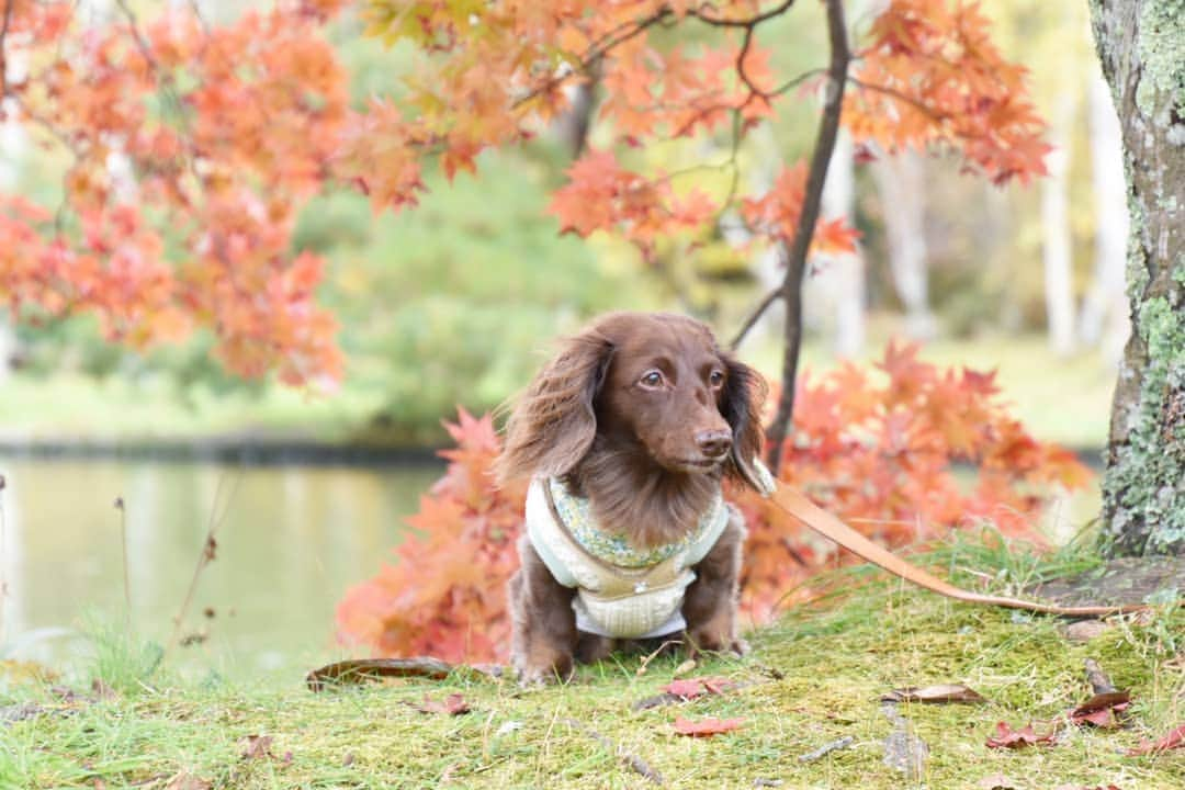 etsukoさんのインスタグラム写真 - (etsukoInstagram)「* 2019.10.30 🎃 * * * 🐶💬 『あーちゃんのHalloween🎃は？』 * * * 👧💬 『…。今年はみんなのpicで 楽しもうね🎃🦇🕸』 * * * #アロハと素敵巡り2019  #アロハの秋2019  #紅葉 #もみじ #軽井沢散歩 #軽井沢タリアセン #あろまっぷ  #ミニチュアダックスフンド #ミニチュアダックス #ダックスフンド #ダックス #チョコソリッド #犬のいる暮らし #miniaturedachshund  #miniaturedachs  #dachshund #dachs #dogoftheday  #dogstagram  #petstagram  #ig_dogphoto  #whim_fluffy #alohahappy🐶 * * *」10月30日 22時15分 - aloha_with_etsuko