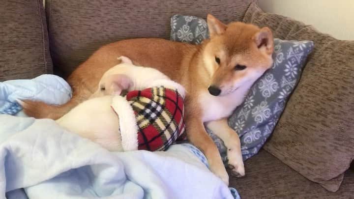 柴犬ハル&保護犬すずのインスタグラム