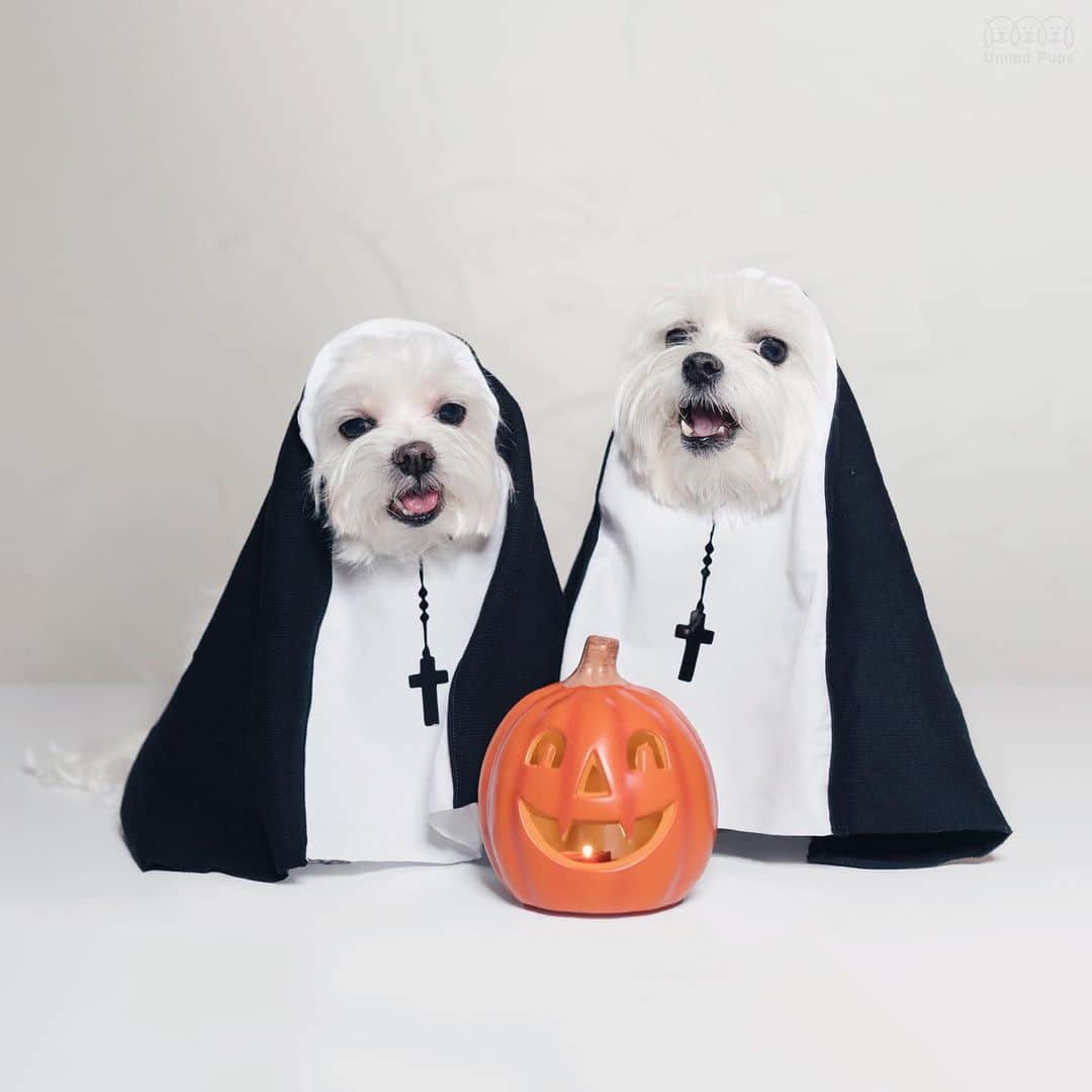 hi.arodさんのインスタグラム写真 - (hi.arodInstagram)「Not giving treats is a sin☝🏻! Praying for lots of treats this year! 😋 Happy Halloween 🎃 👻 ・・・ #halloween2019#happyhalloween#nuns#nun#halloweendogs#halloweendog#howloween#dogsincostumes#doghalloween#halloweenweek#happyhaunting#halloweeniscoming#sillydog#handmadecostume #nuncostume#catholiccostume#catholichalloween#catholiccostume #catholicbaby#saintcostume#catholichalloweenidea#doghumor#dressupdog#twodogs#maltese#dogcostumes#halloweendogsofinstagram#halloweendogsofinstagram#maltese101#31daysofhalloween」10月30日 22時58分 - hi.arod