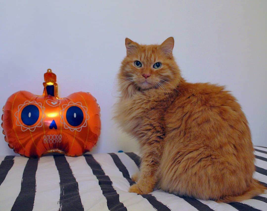 Homer Le Miaou & Nugget La Nugさんのインスタグラム写真 - (Homer Le Miaou & Nugget La NugInstagram)「Whitch please! There can only be one orange round model here... And that is me!!! 😸🎃😸 #ItsNotEvenFluffy」10月30日 23時16分 - homer_le_chat