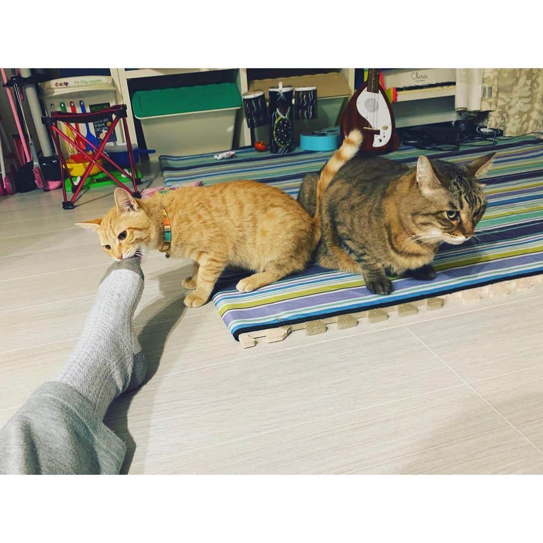 kainatsuさんのインスタグラム写真 - (kainatsuInstagram)「美味しいのそれ？  #oto_no_koto #ぐるりとおと #保護猫」10月30日 23時21分 - natsugram_life