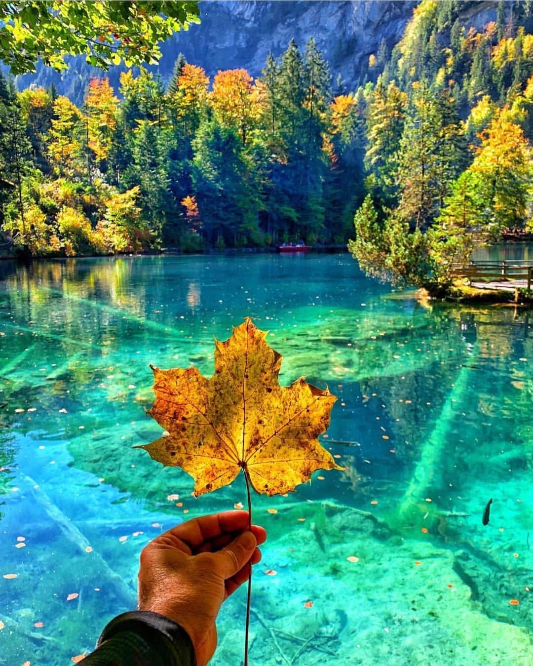 Wonderful Placesさんのインスタグラム写真 - (Wonderful PlacesInstagram)「Fall in Blausee is simply beautiful ✨🍁🍁🍁✨ . Picture by ✨✨@cbezerraphotos✨✨ #wonderful_places for a feature 💚🍁」10月30日 23時31分 - wonderful_places