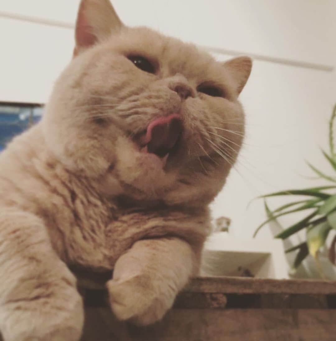 濱中鮎子のインスタグラム：「もうだいぶ前のチャイくん。 まだなんだか幼さが残ってる？🤣 愛しかない！！ #cat #ネコ #小心者の親分 #チャイ坊 #チャイ #chai #britishshorthair #ブリティッシュショートヘア #クラッシュフェイス #ぶチャイく #愛の交歓」