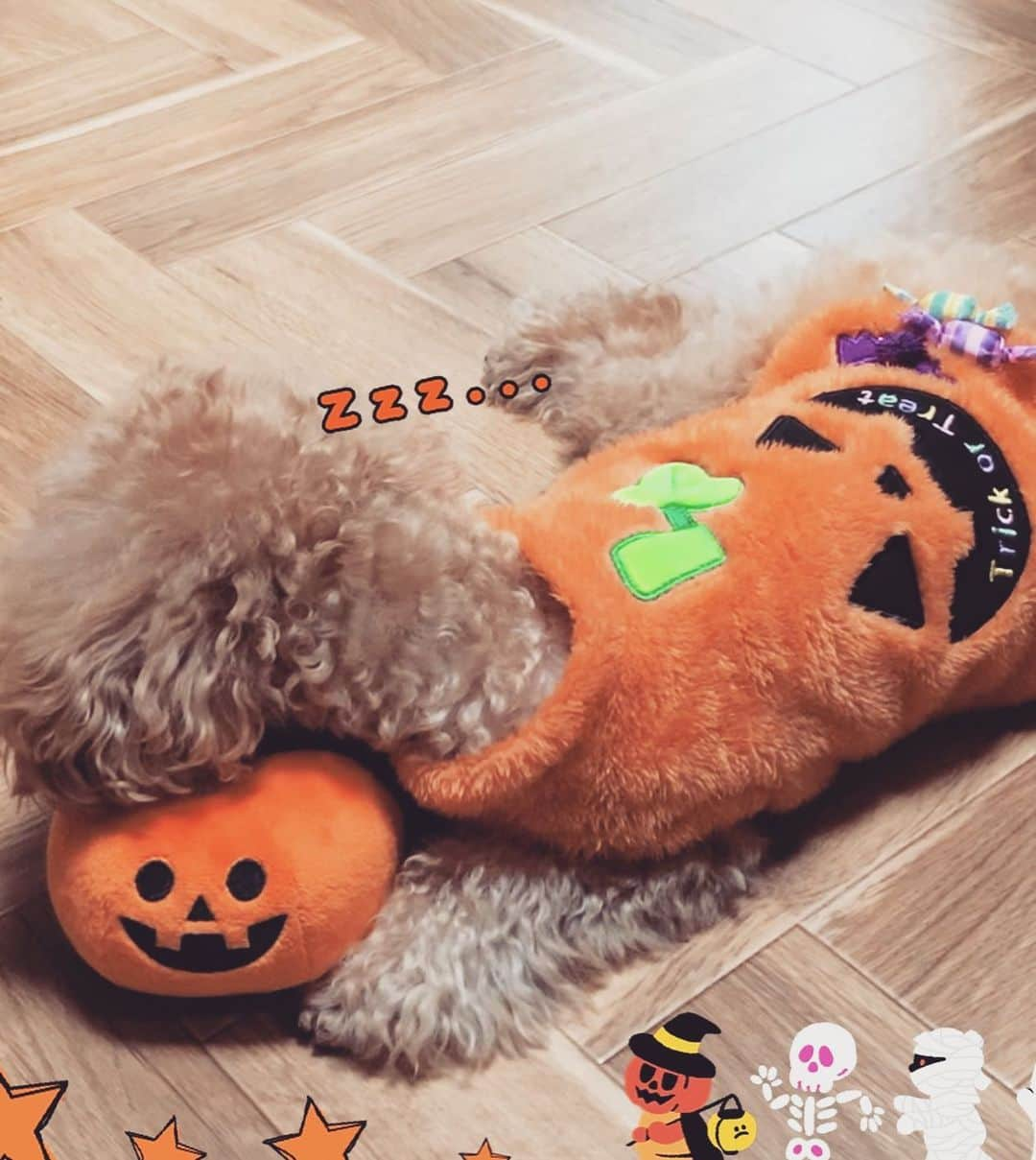 三ツ井裕美さんのインスタグラム写真 - (三ツ井裕美Instagram)「Happy halloween🎃🖤🧡 ・ ・ @kinakochan.0825」10月31日 0時03分 - hiromi__km