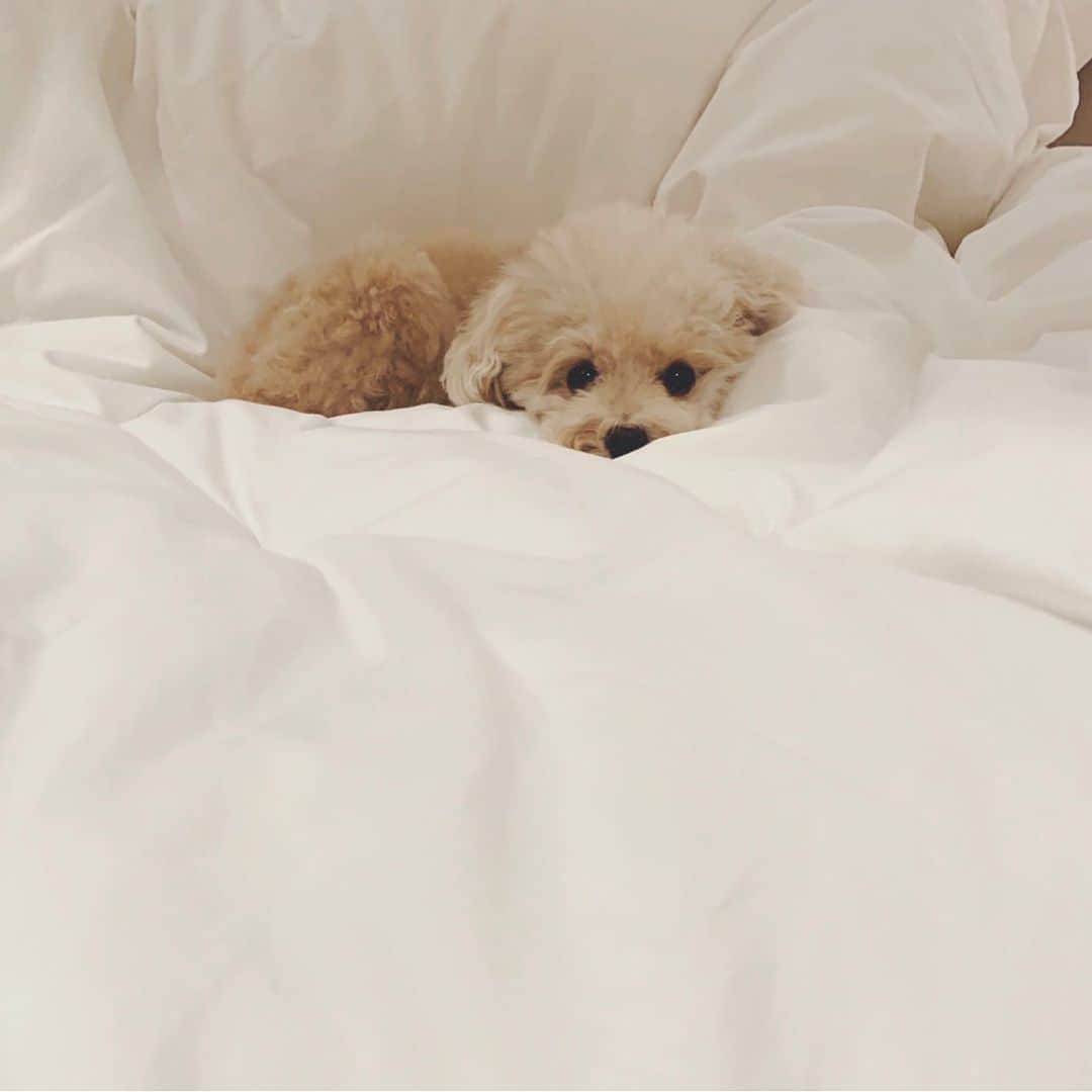 mizuのインスタグラム：「•‧̫•…zzz」