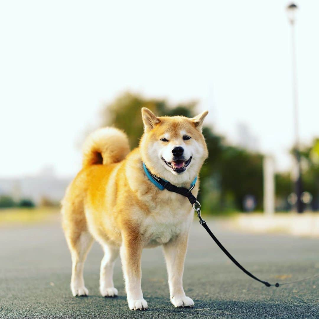 まる（まるたろう）さんのインスタグラム写真 - (まる（まるたろう）Instagram)「Good morning!✨🐶✨おはまる〜　今日は色んなお家でお肉をもらえる日なの？ #パパが言ってた #隣の晩ご飯的にもらえるのかな #すげーな #令和すげぇ #お肉用意して待っててね」10月31日 9時52分 - marutaro