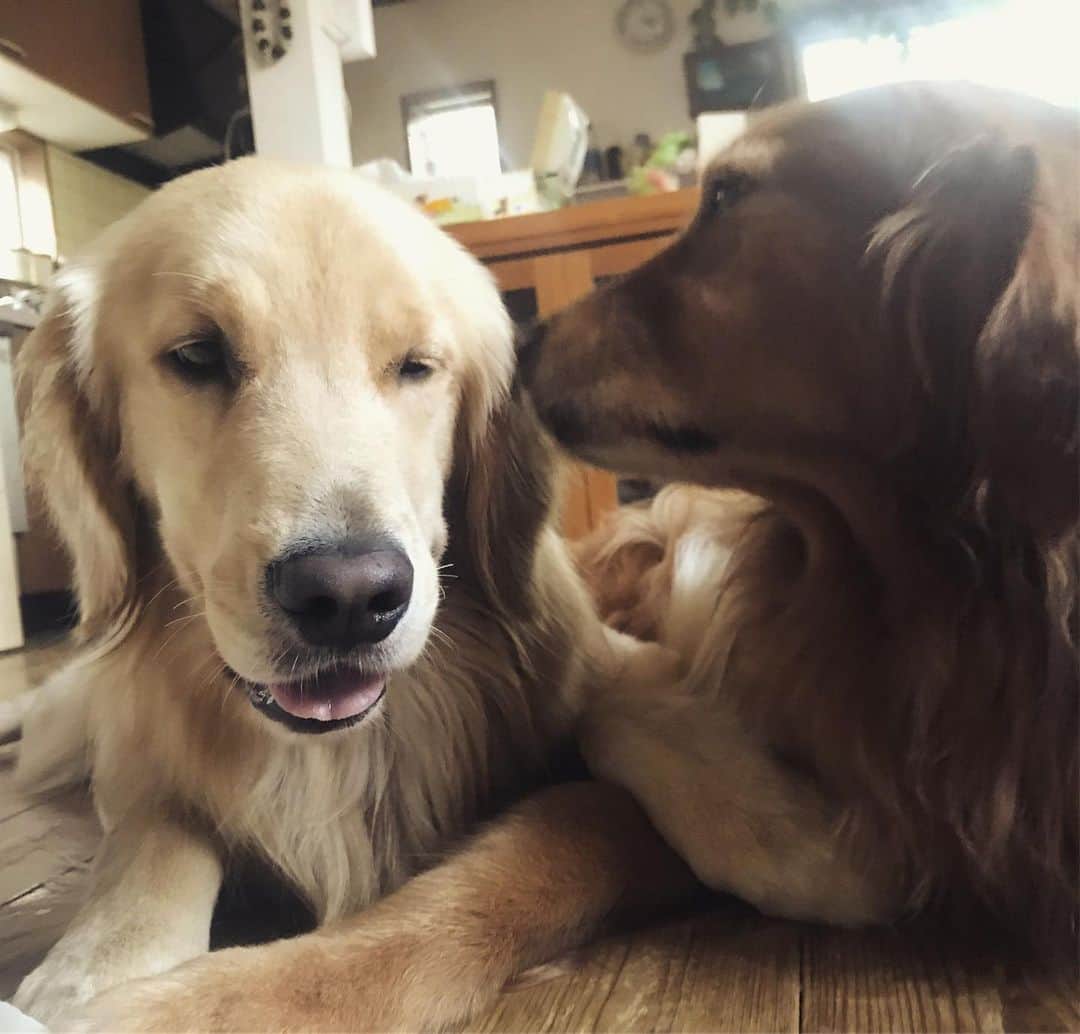 大村 奈央さんのインスタグラム写真 - (大村 奈央Instagram)「🌟🌸☀️ #ベルサニ #goldenretriever #dogs #犬 #ゴールデンレトリバー」10月31日 10時49分 - naoomura