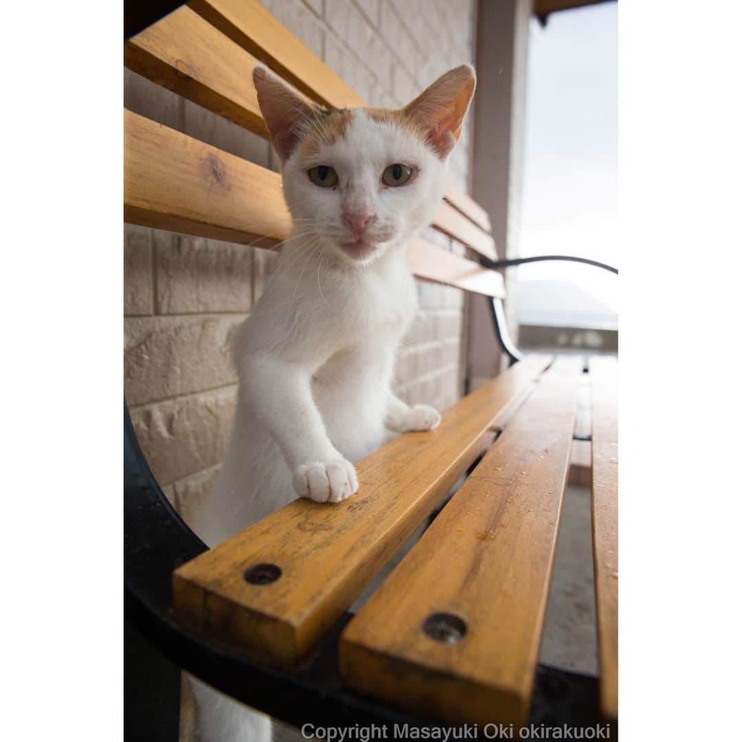 Masayukiさんのインスタグラム写真 - (MasayukiInstagram)「ひょこ。  #cat #ねこ」10月31日 11時03分 - okirakuoki