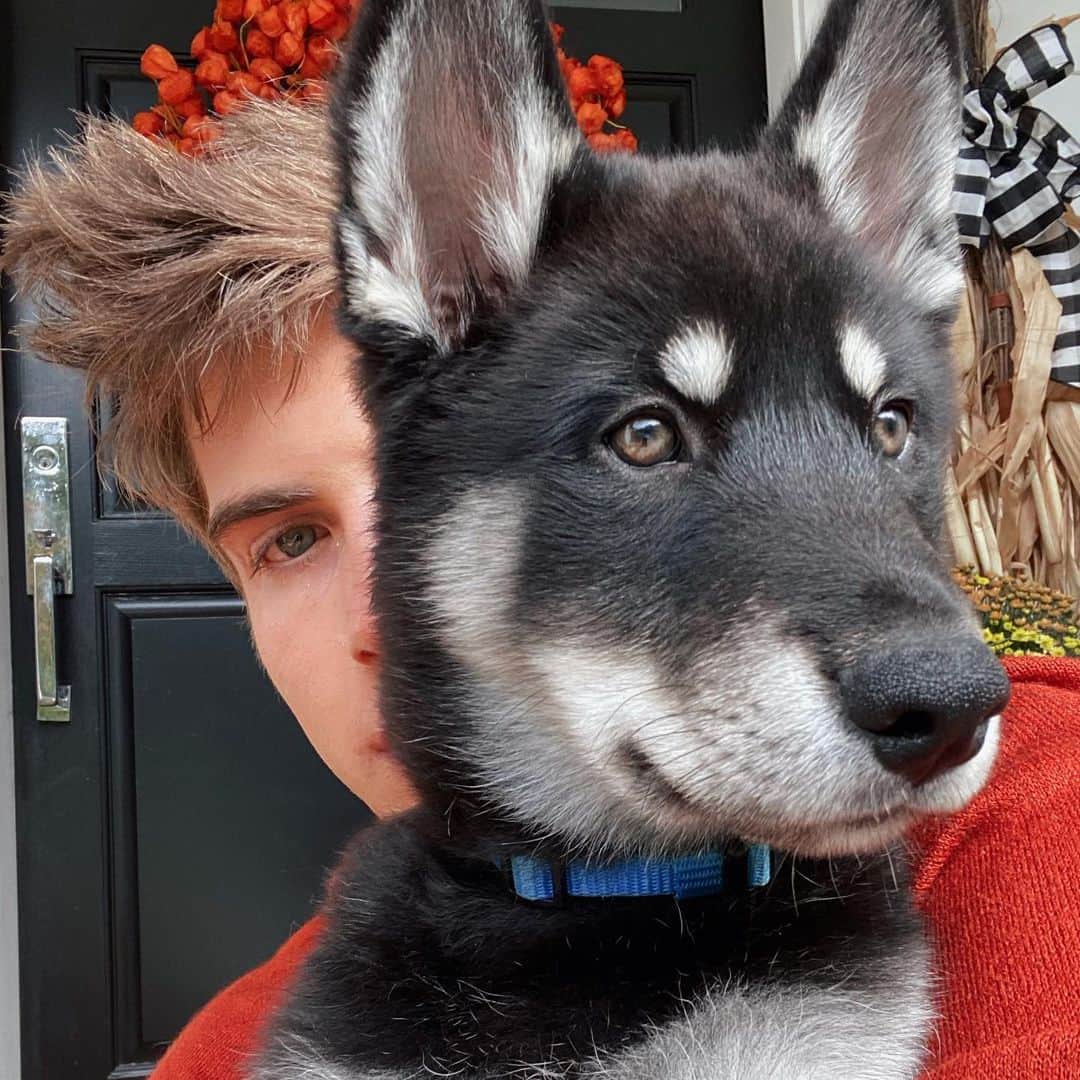 ジョーイ・グレーセッファのインスタグラム：「They grow up too fast 😭 If I’m being honest, I never thought I would ever be this emotional seeing the dogs find their forever homes. They’ve brought us so much joy over the past few months and I wouldn’t trade this experience for anything. 💙 Always our sweet baby blue bear 🐻 @thehuskypac」